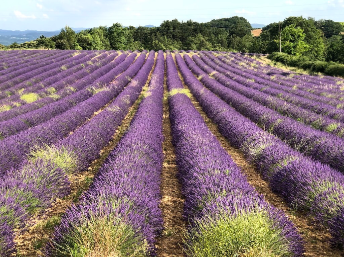 Au bout du chemin du Mas Labegude Champs de Lavande près du mas Labegude